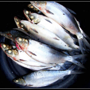 Recipes for Lent 14