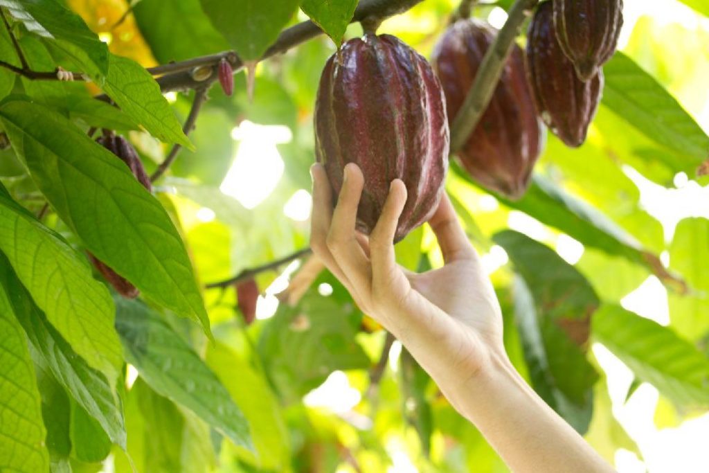 HIRAYA Filipino Bean-To-Bar Artisan Chocolates 2