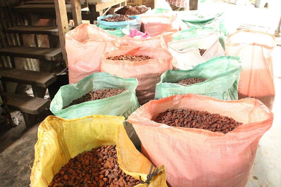 Cocoa beans being dried and sorted