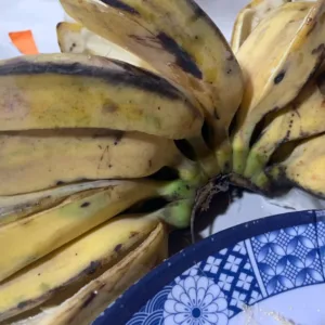 saba